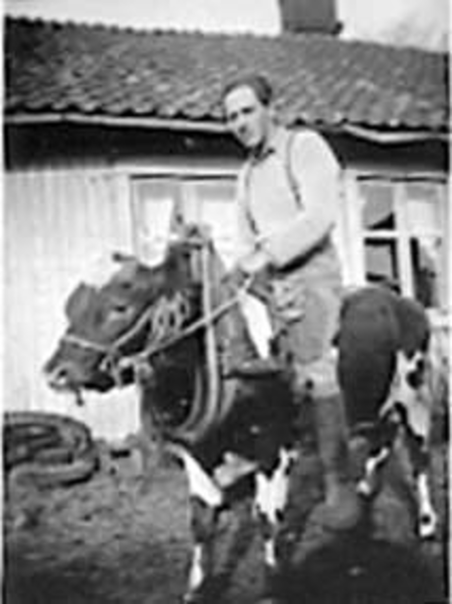 Anno Domkirkeodden, ALF HAUGSRUD RIDER PÅ EN OKSE MED SELETØY, SYDHAGEN