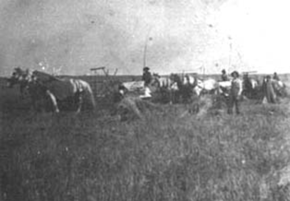 Normann Helger, SKURONN, MANGE HESTER, MYE FOLK, USA, (STANGE)