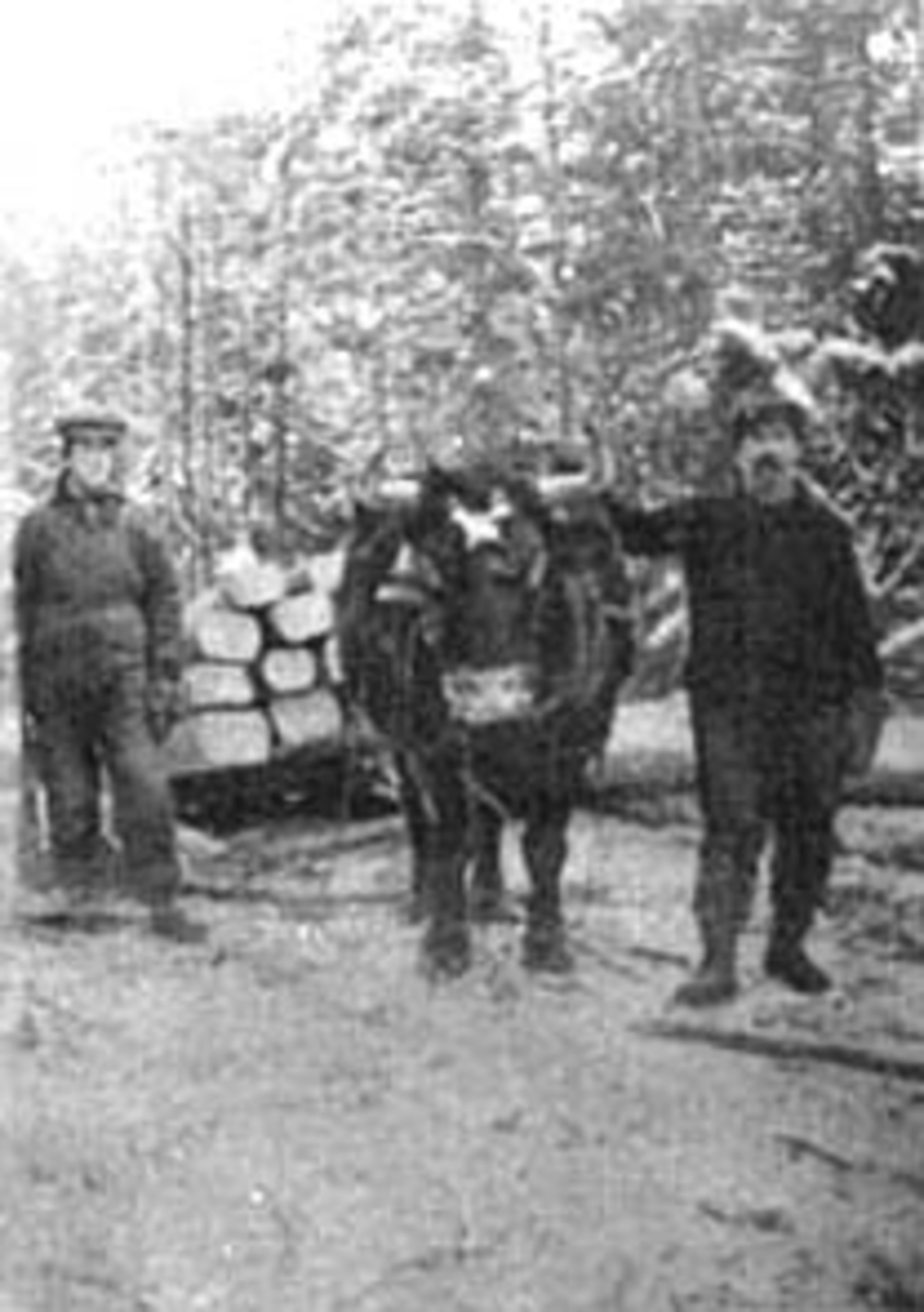 Normann Helger, OKSE MED TØMMERLASS, GRUPPE: 2 MENN FRA VENSTRE: ASBJØRN BANG, HAMAR, MAGNUS HANSEN HESTSVEEN, ROMEDAL, VINTER, WISCONSIN, USA