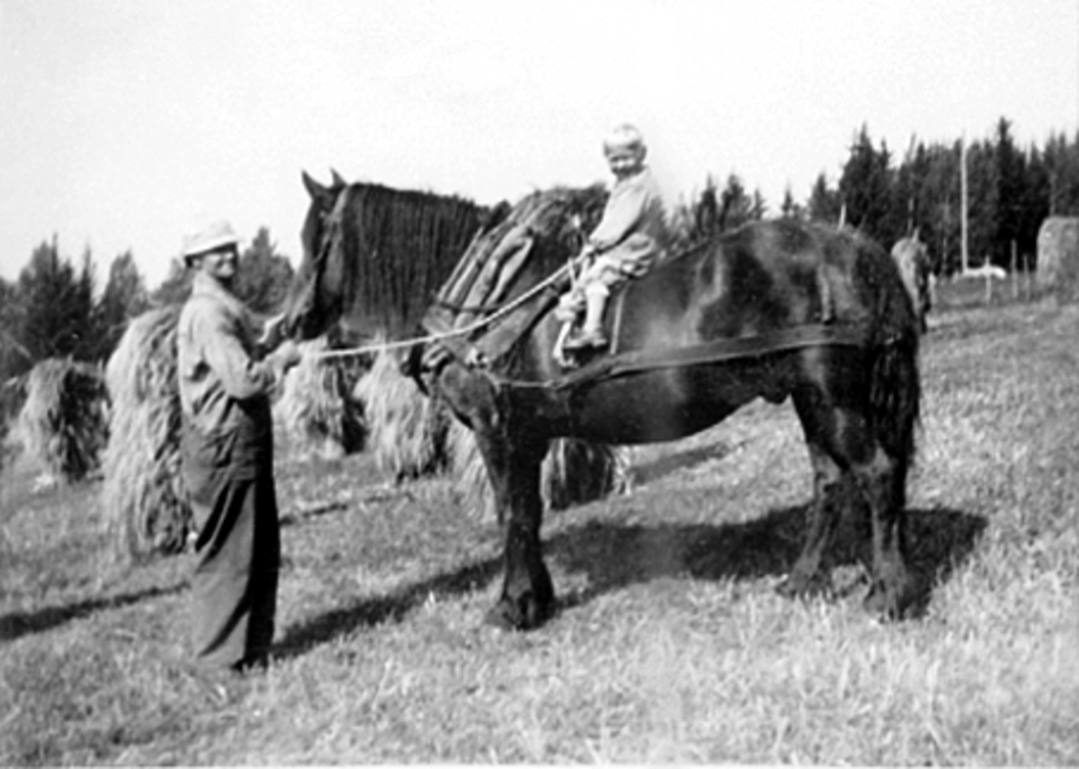 Anno Domkirkeodden, HVAL ØVRE NORDRE, SKURONNA, KORNSNES, OLA SAND HOLDER HESTEN BRUNA OG HANS ØSTERHAGEN SITTER PÅ HESTEN, ARBEIDSSELETØY