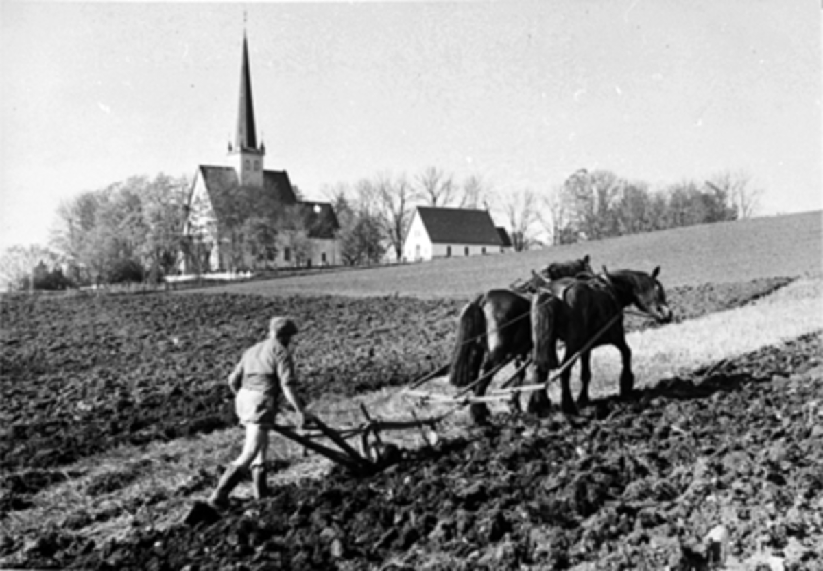 Anno Domkirkeodden, PLØYING MED TO HESTER, TOSPANN, PLOG, VÅRONN, THOMSEN, ALM ØSTRE GÅRD, STANGE KIRKE,