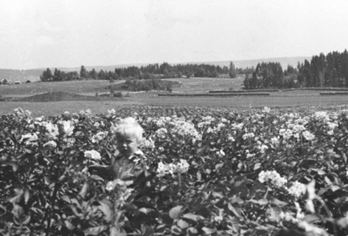 Anno Domkirkeodden, UTHUS GARD I STANGE, TOBAKKSPLANTER I BLOMST, ANNAR SKJEGSTAD I ÅKEREN, 2. VERDENSKRIG, SOMMEREN 1944