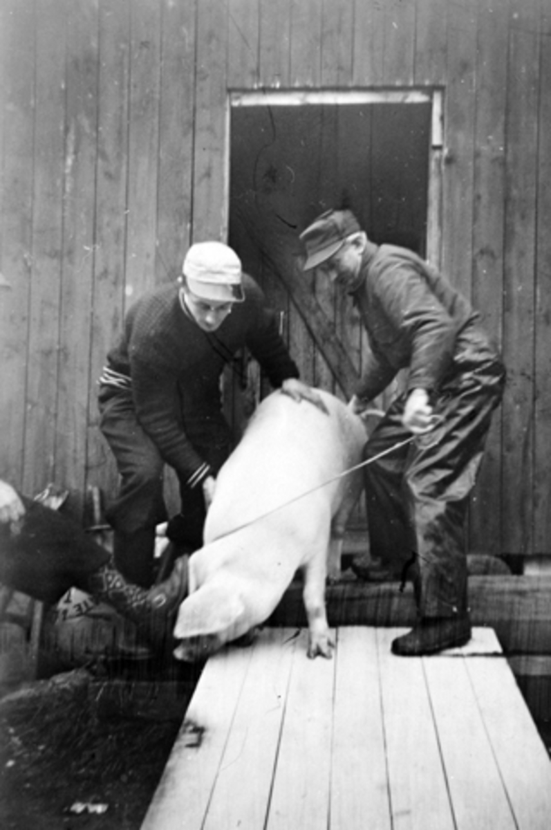 Anno Domkirkeodden, GRANHEIM, SLAKTING AV GRIS, T. H. SLAKTER JOHAN ØSTLI OG T. V. OLE FJELDBERG