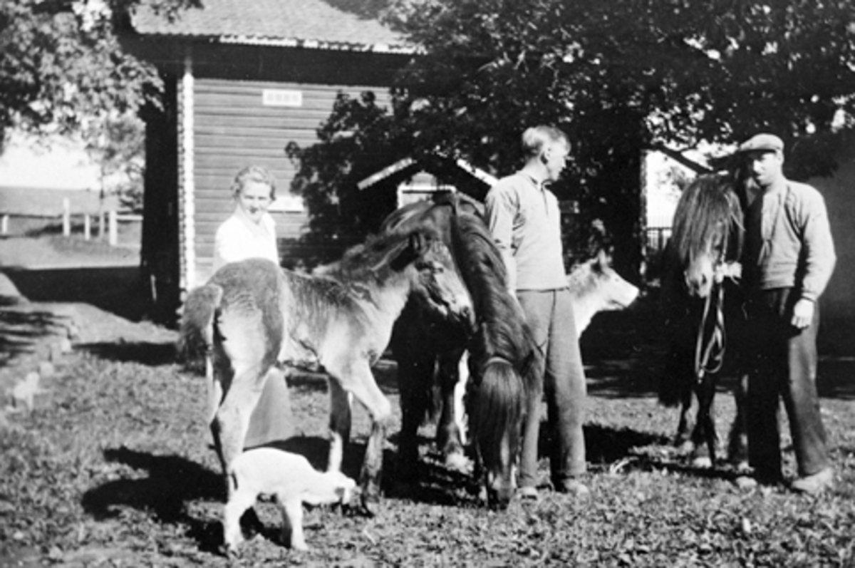 Anno Domkirkeodden, OTTESTAD GARD, ANDREA, GUSTAV GJESTVANG OG MIKKEL BAKKEN MED HESTER PÅ TUNET 1935-40