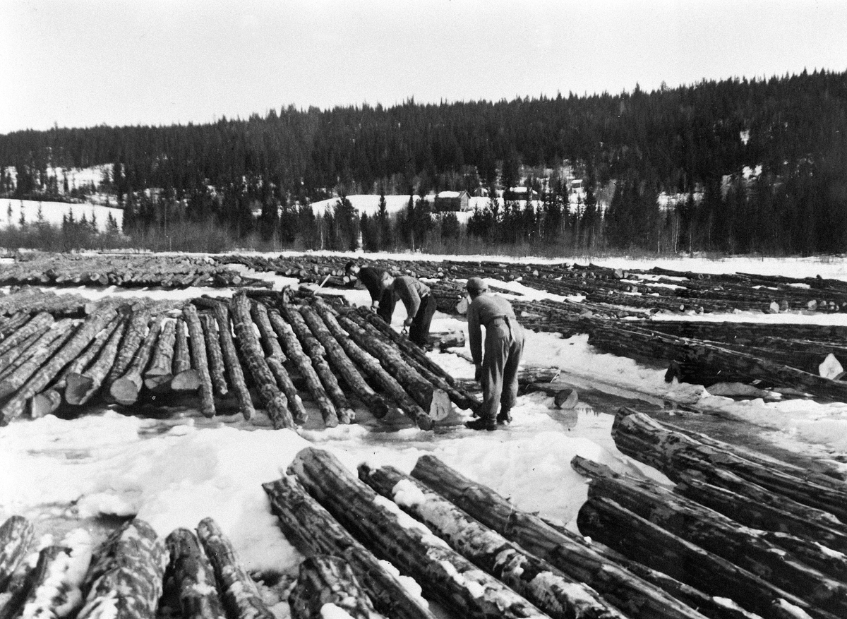 Anno Domkirkeodden, TØMMERUTLEGGING PÅ RUNDSJØRØNNINGEN, ARNE OG KOLBJØRN HERSJØEN OG ALBIN LIEN