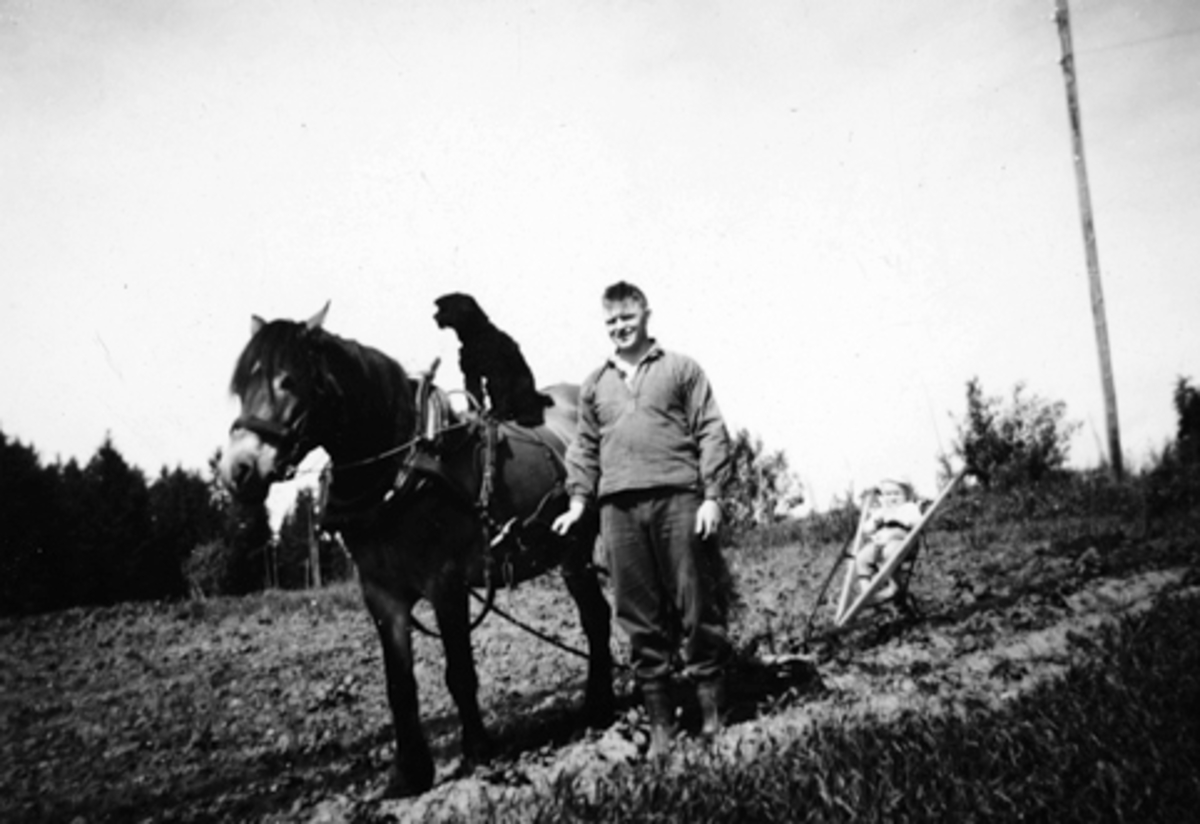 Anno Domkirkeodden, POTETSETTING, VÅRONN. MARTIN NYSETER SETTER POTETER HJEMME PÅ KOLOMOEN MIDT PÅ 1960-TALLET MED LÅNT HEST. HESTEREDSKAP.