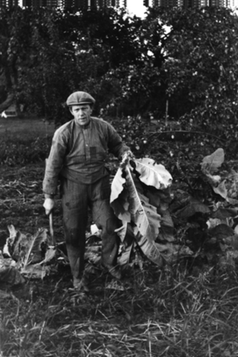 Anno Domkirkeodden, OLE NØKLEBY HØSTER TOBAKKSPLANTER UNDER 2. VERDENSKRIG PÅ NORDRE RAA I STANGE, 1940-1945.