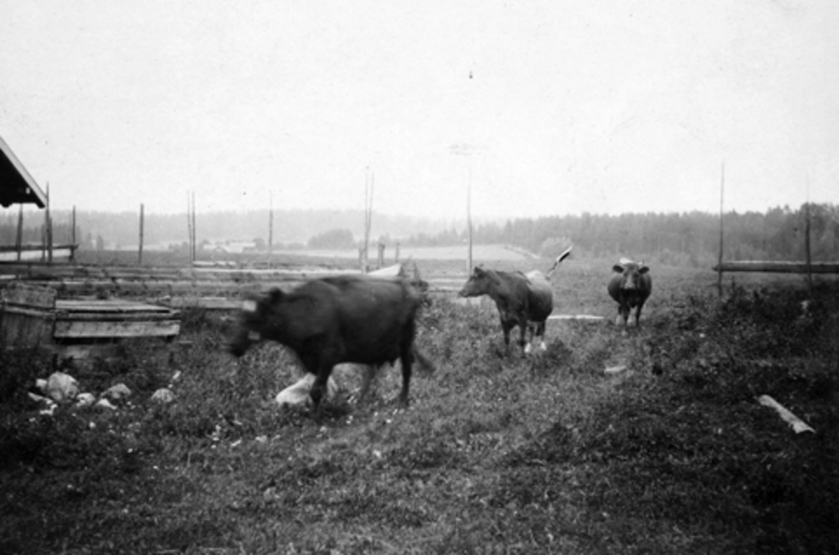 Anno Domkirkeodden, NORDBRYHN GARD, STANGE. KYR, BUSKAP PÅ VEI INN I FJØSET FRA BEITE.