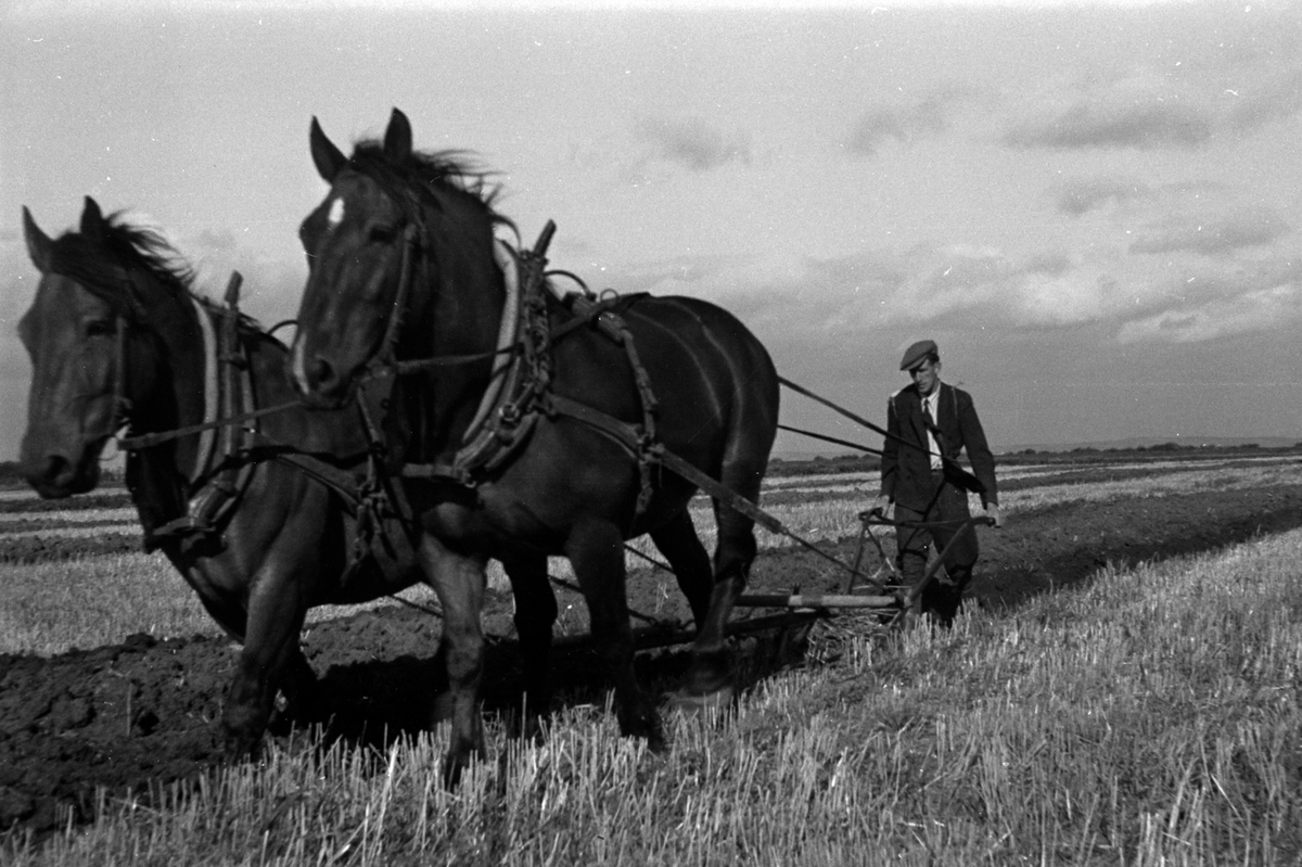 Adolf Skjegstad, ASK-01132