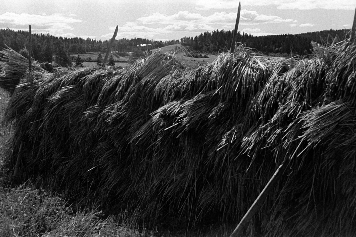 Adolf Skjegstad, ASK-01173