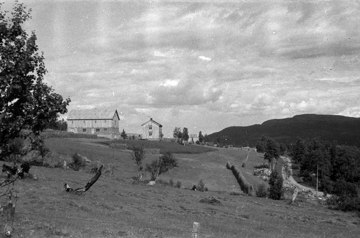 Adolf Skjegstad, ASK-01312