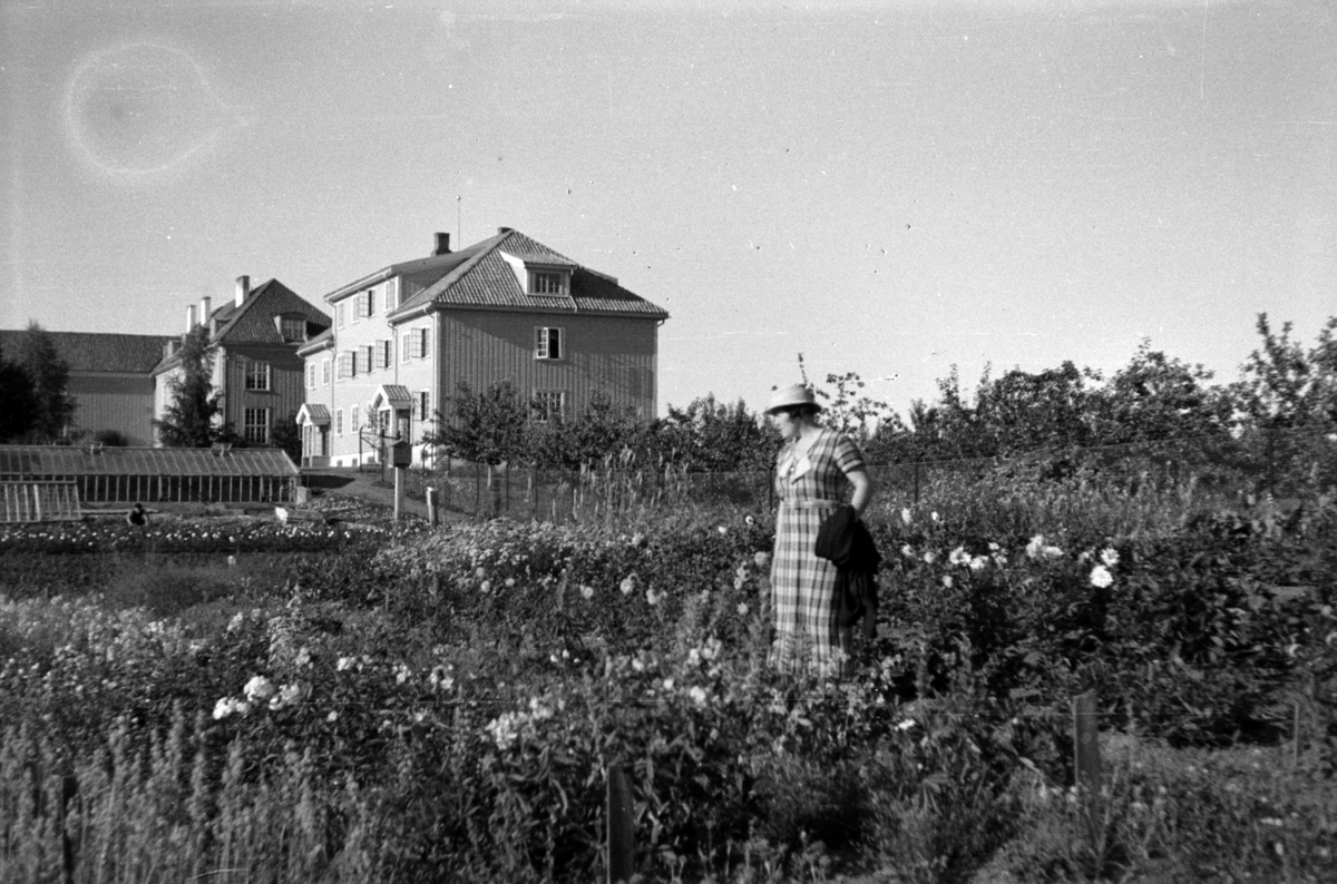 Adolf Skjegstad, ASK-01437