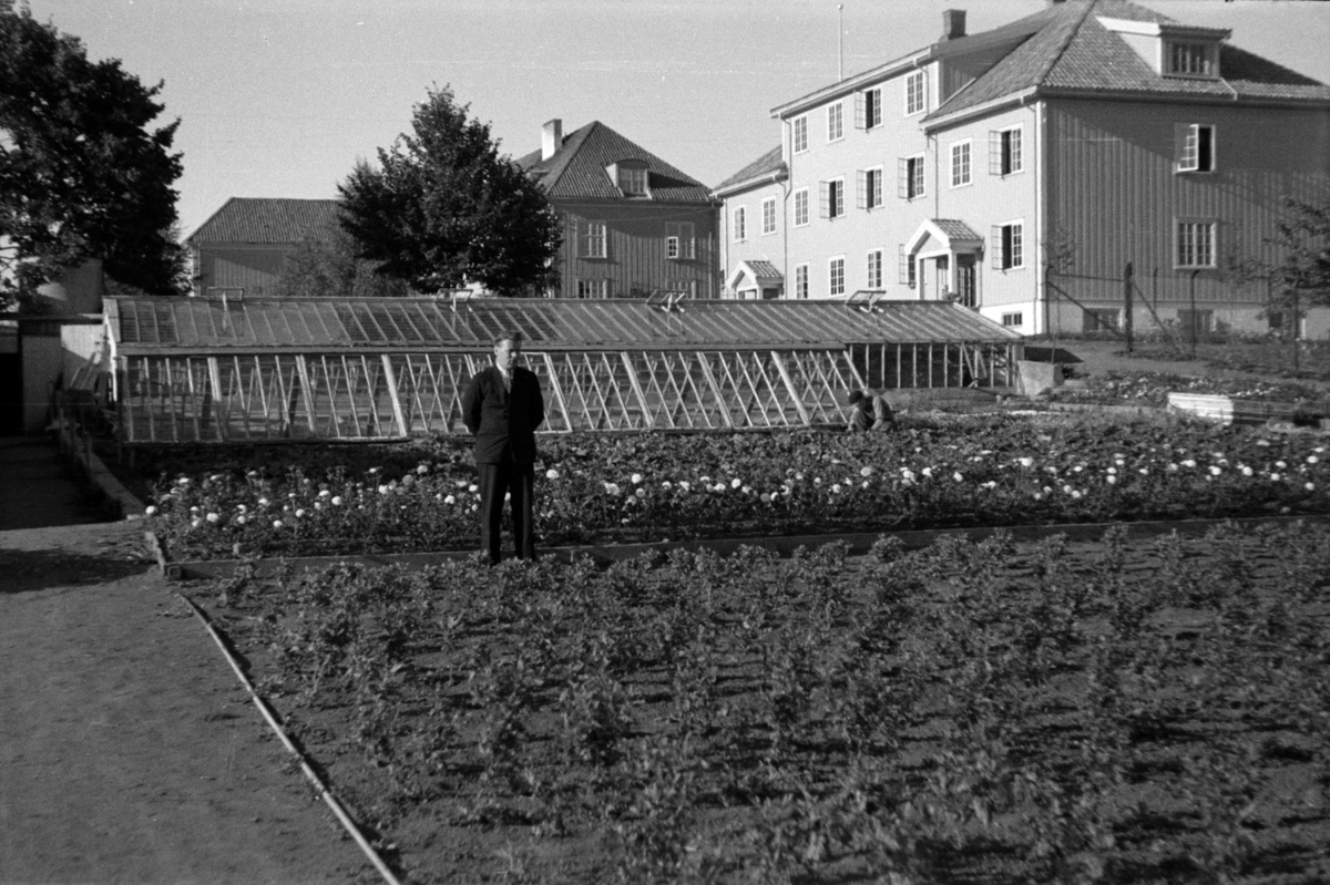 Adolf Skjegstad, Adolf Skjegstad, drivhus, gartneri, ukjent sted.