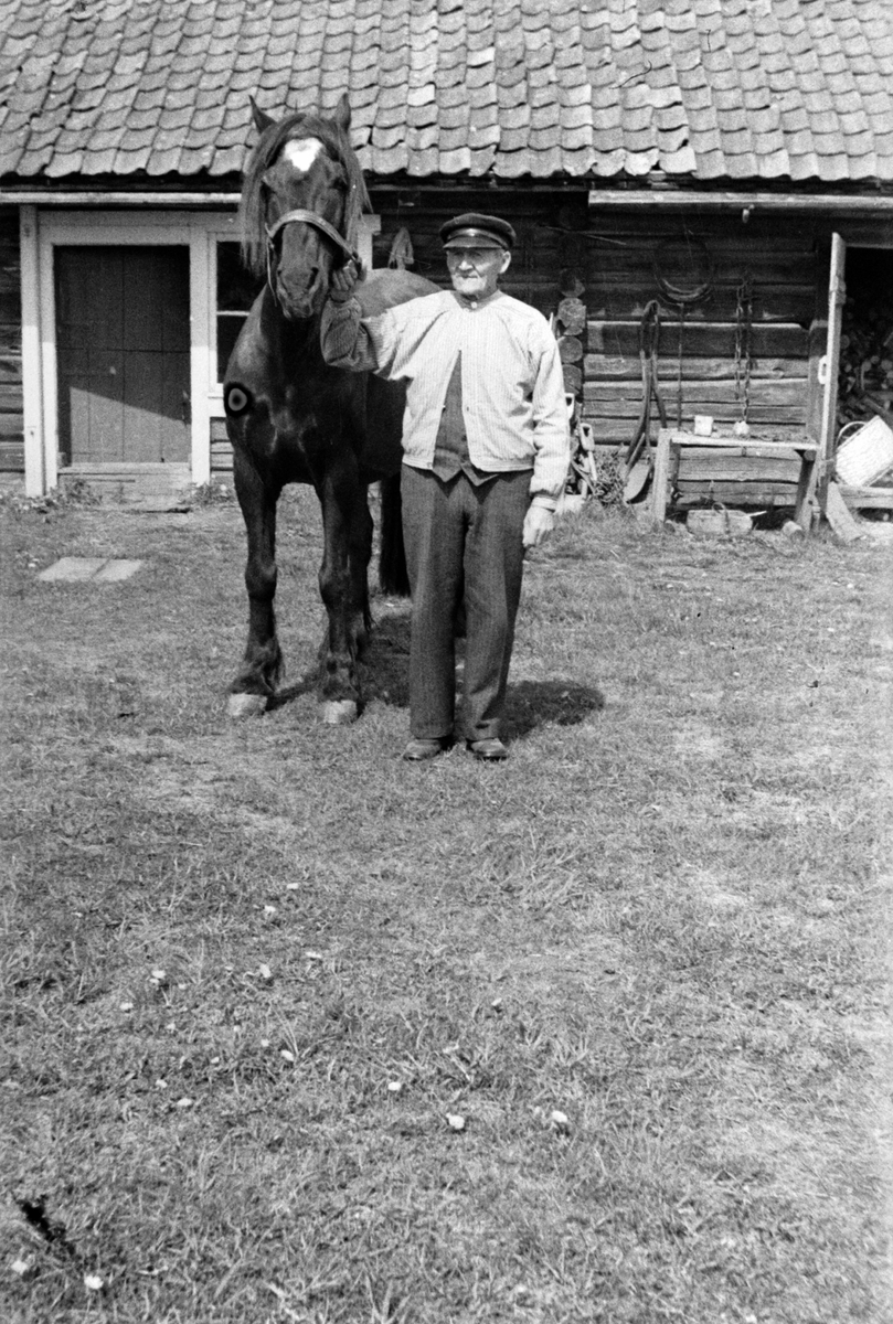 Adolf Skjegstad, UKJENT MANN, HEST, UTHUS I STANGE?