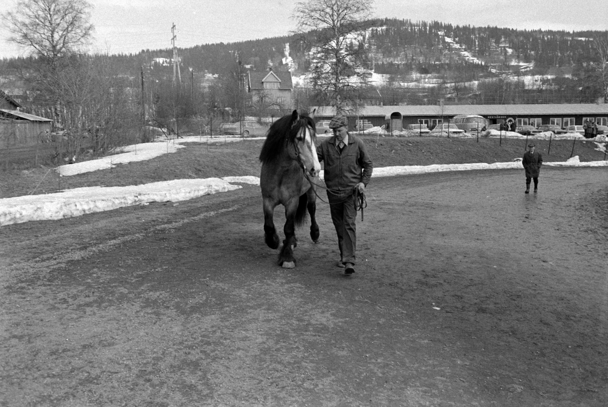 Adolf Skjegstad, STAMPESLETTA LILLEHAMMER, HESTEUTSTILLING.