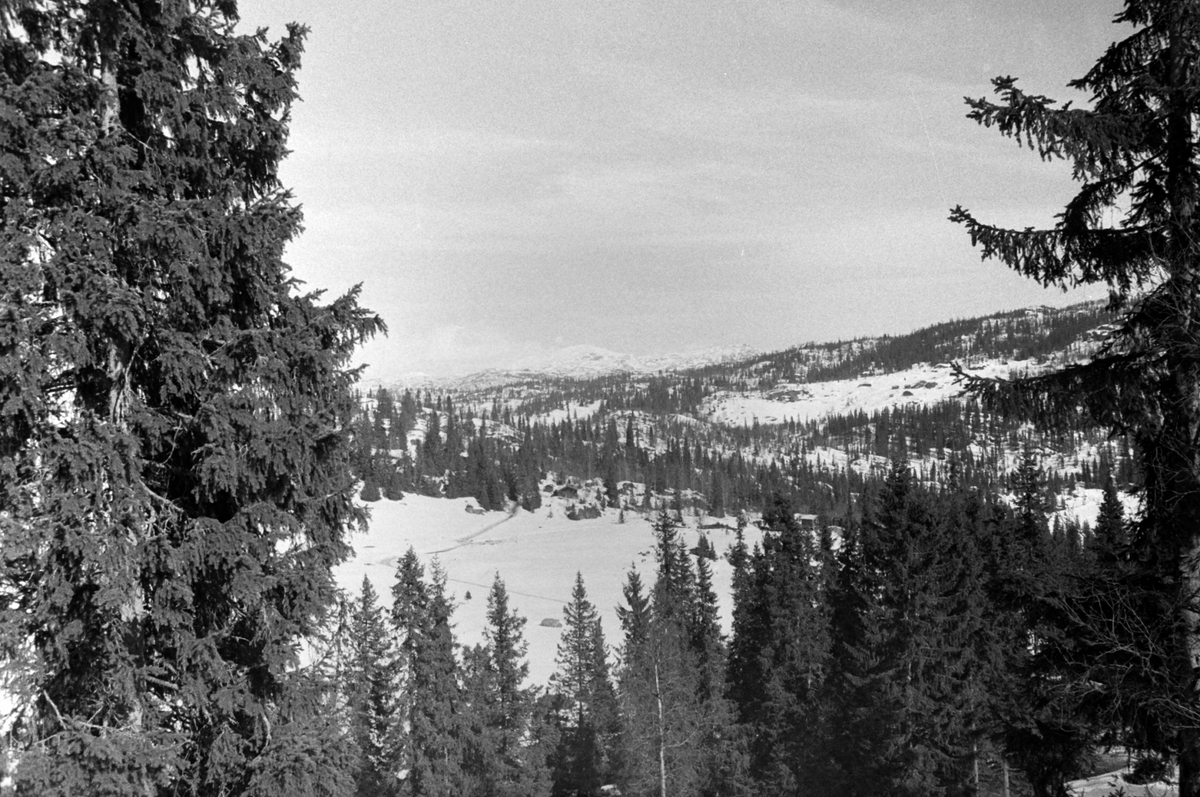 Adolf Skjegstad, ASK-02173
