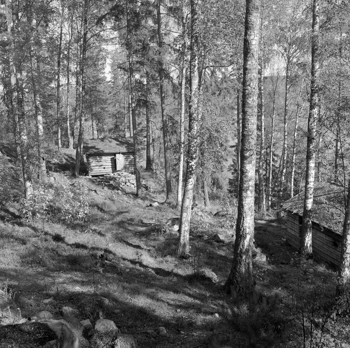 Adolf Skjegstad, Skogskoie, ukjent sted.