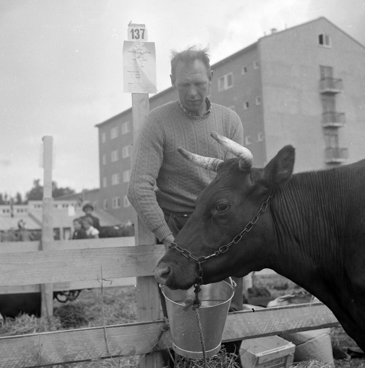 Adolf Skjegstad, Utstillingsplassen, fesjå, Hamar.