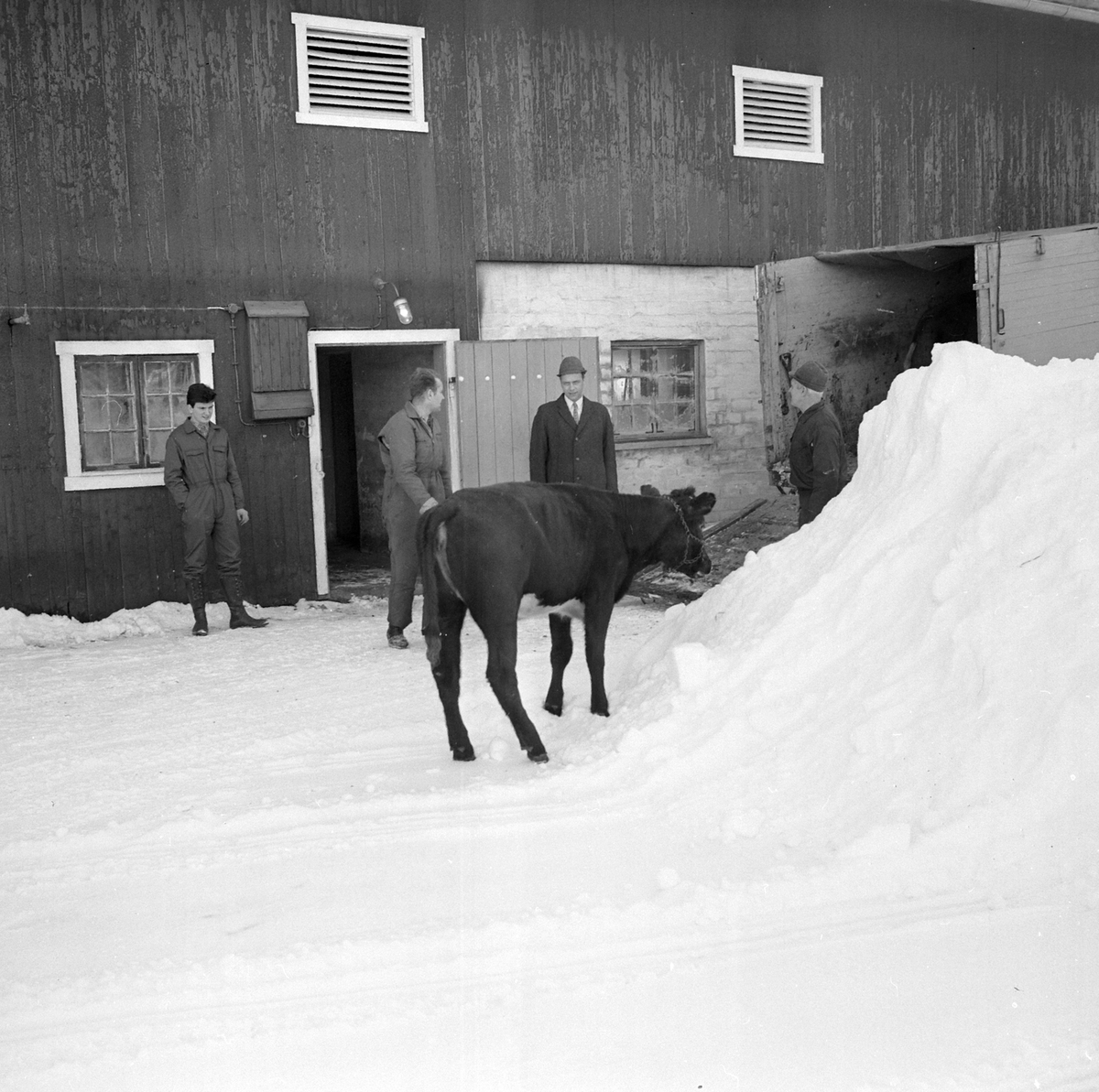 Adolf Skjegstad, ASK-02871