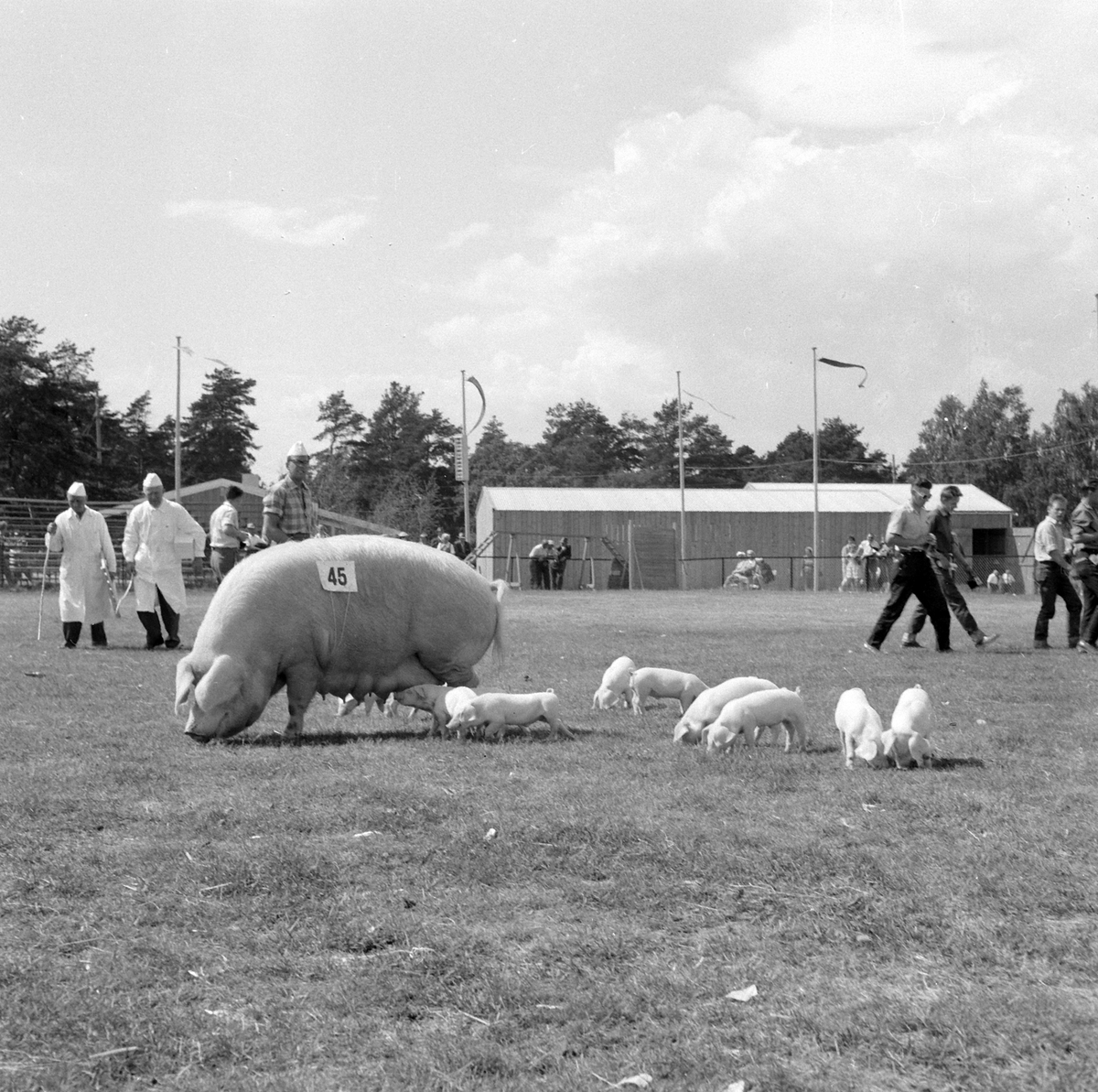 Adolf Skjegstad, ASK-03154