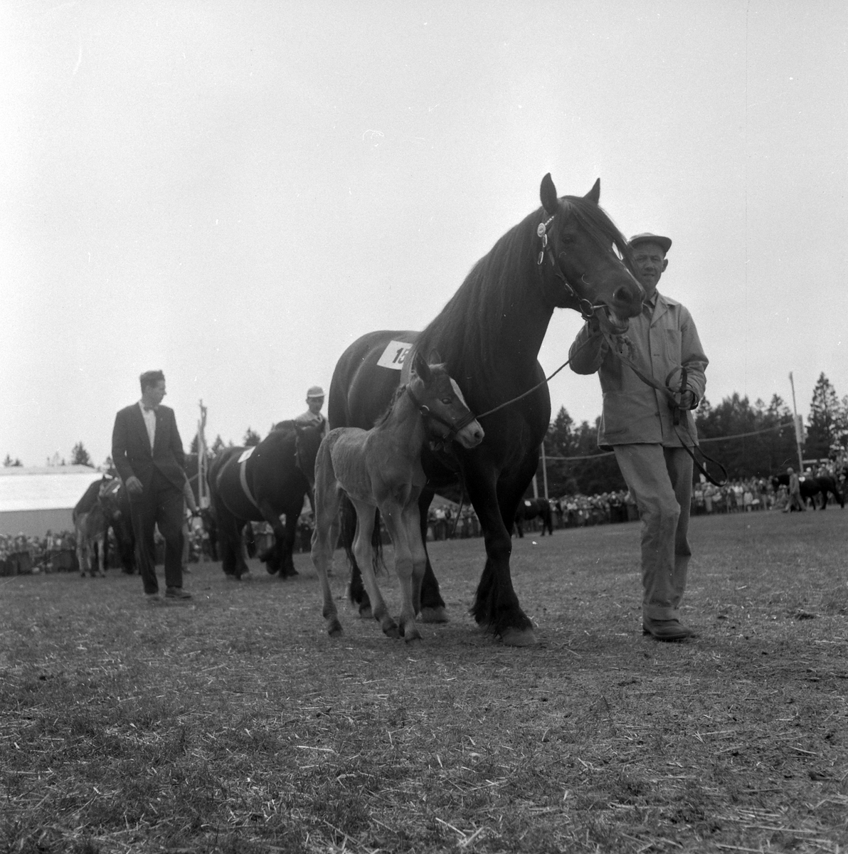 Adolf Skjegstad, Hesteutstilling, ukjent sted.