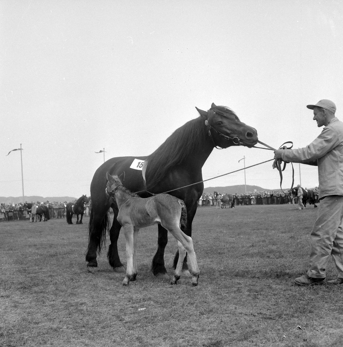 Adolf Skjegstad, Hesteutstilling, ukjent sted.