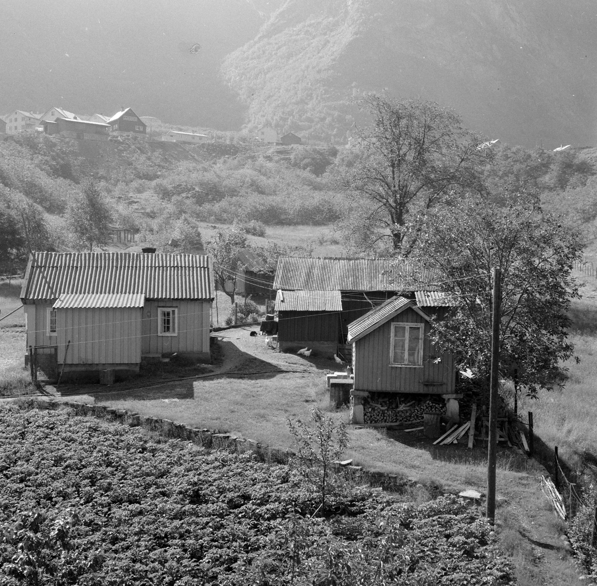 Adolf Skjegstad, ASK-03173