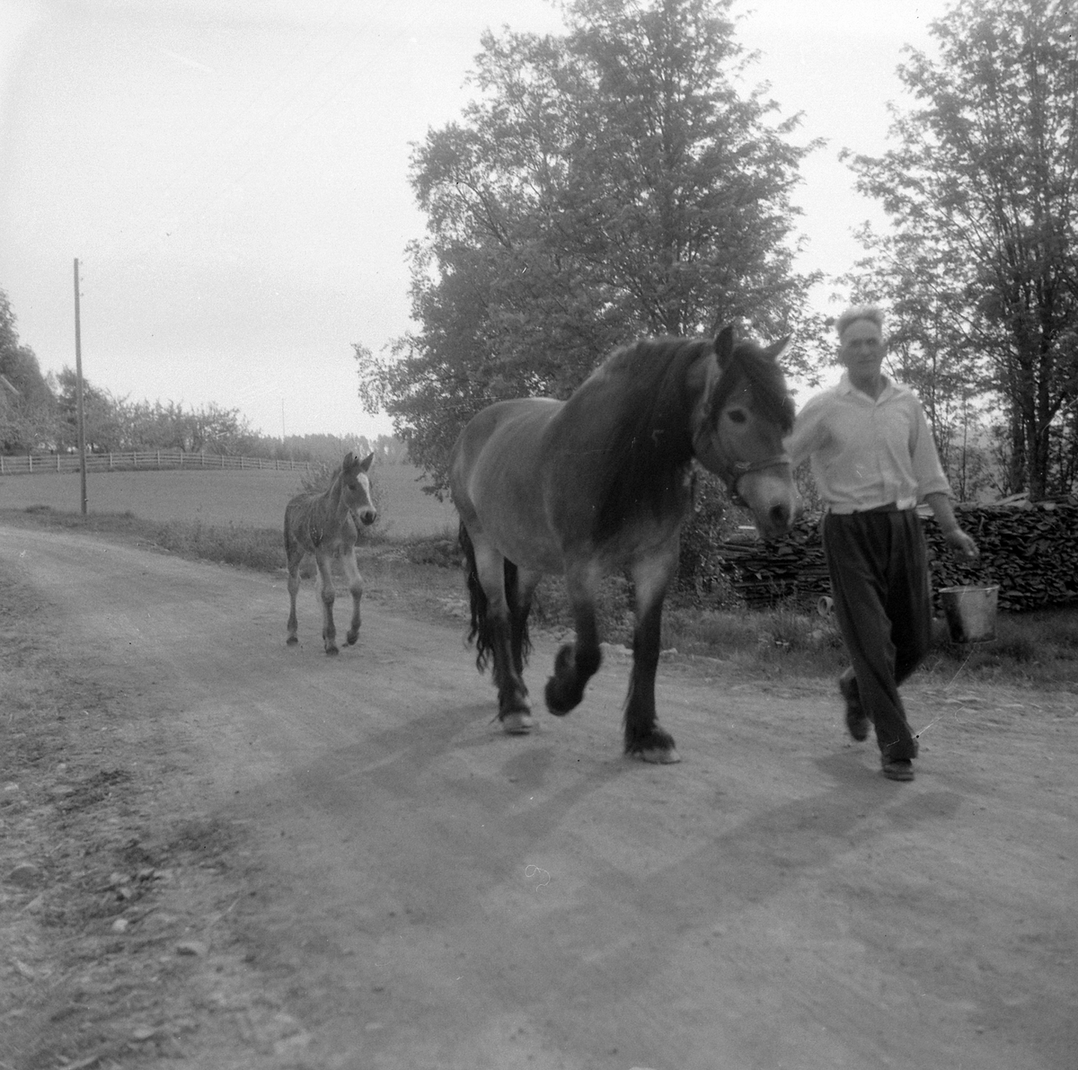 Adolf Skjegstad, ASK-03534