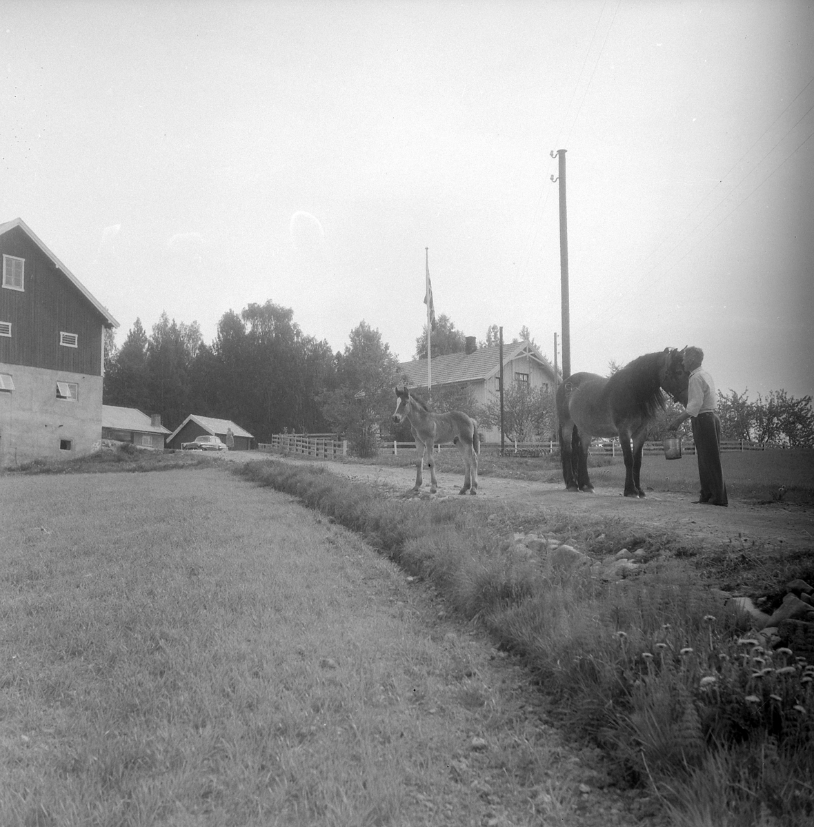 Adolf Skjegstad, ASK-03536