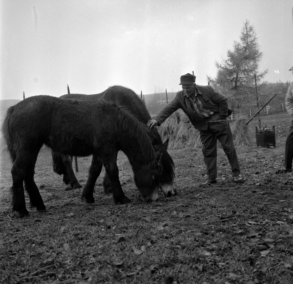 Adolf Skjegstad, ASK-03858