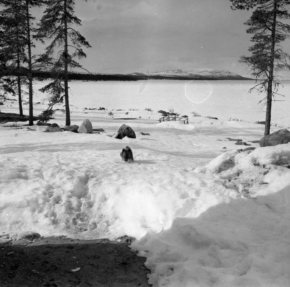 Adolf Skjegstad, ASK-03889