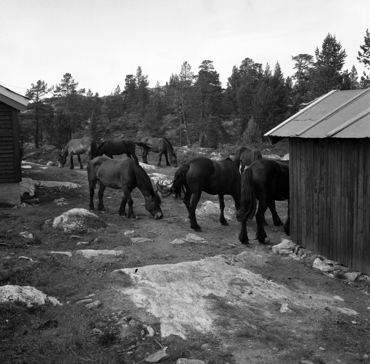 Adolf Skjegstad, ASK-04201