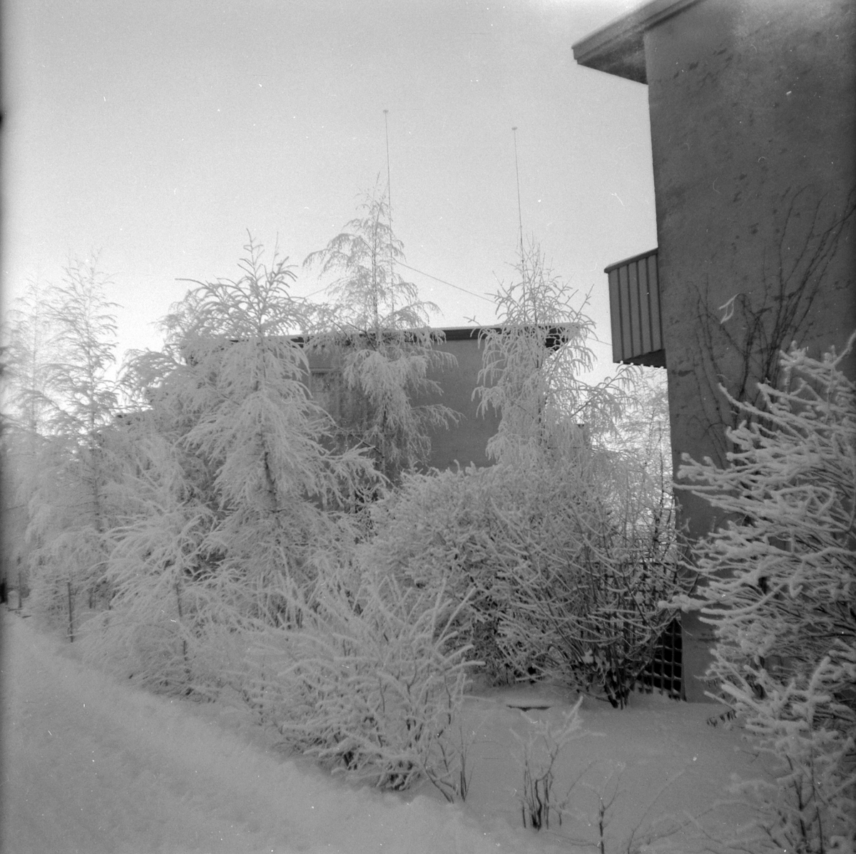 Adolf Skjegstad, ASK-04272