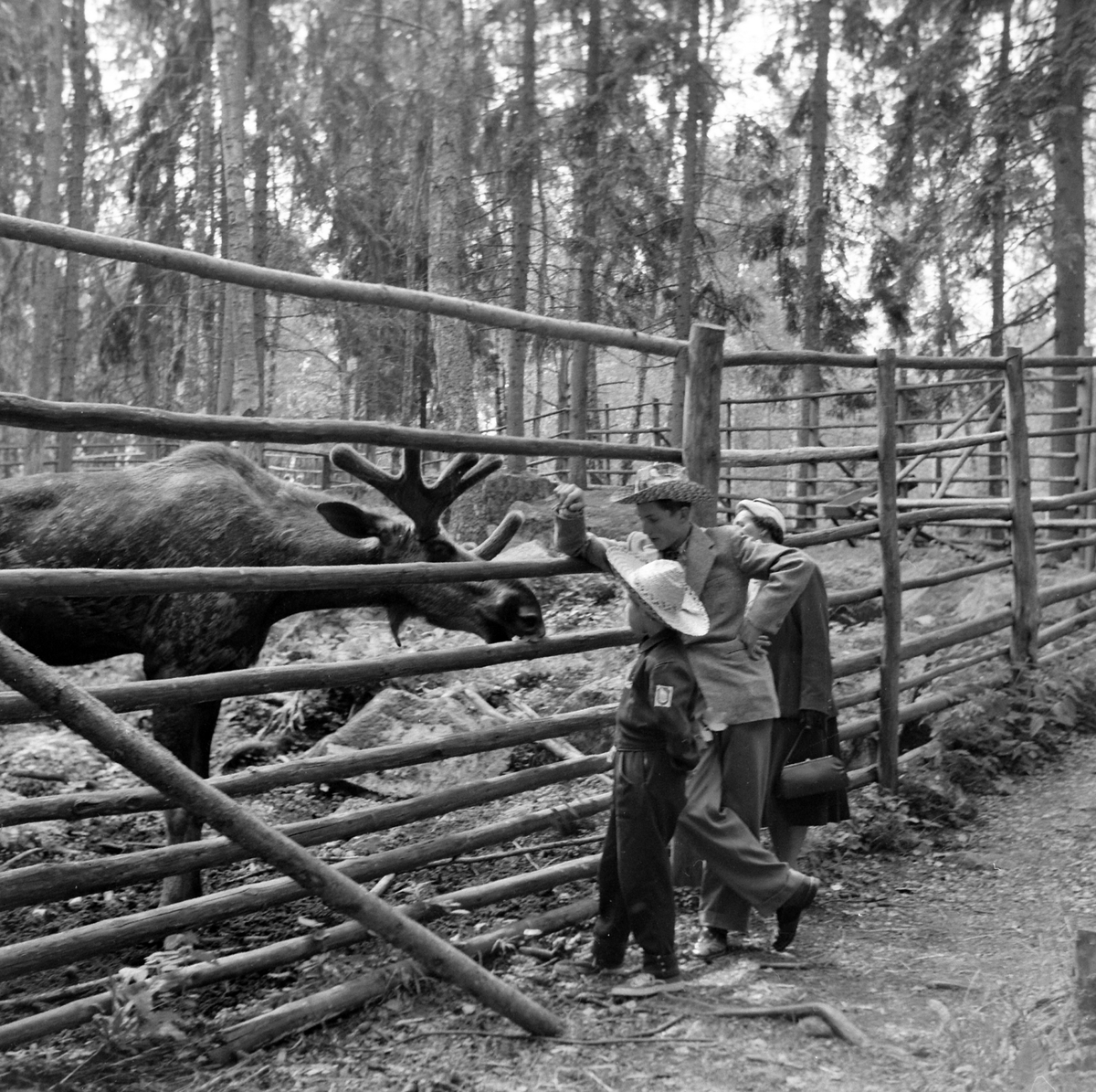 Adolf Skjegstad, ASK-04561