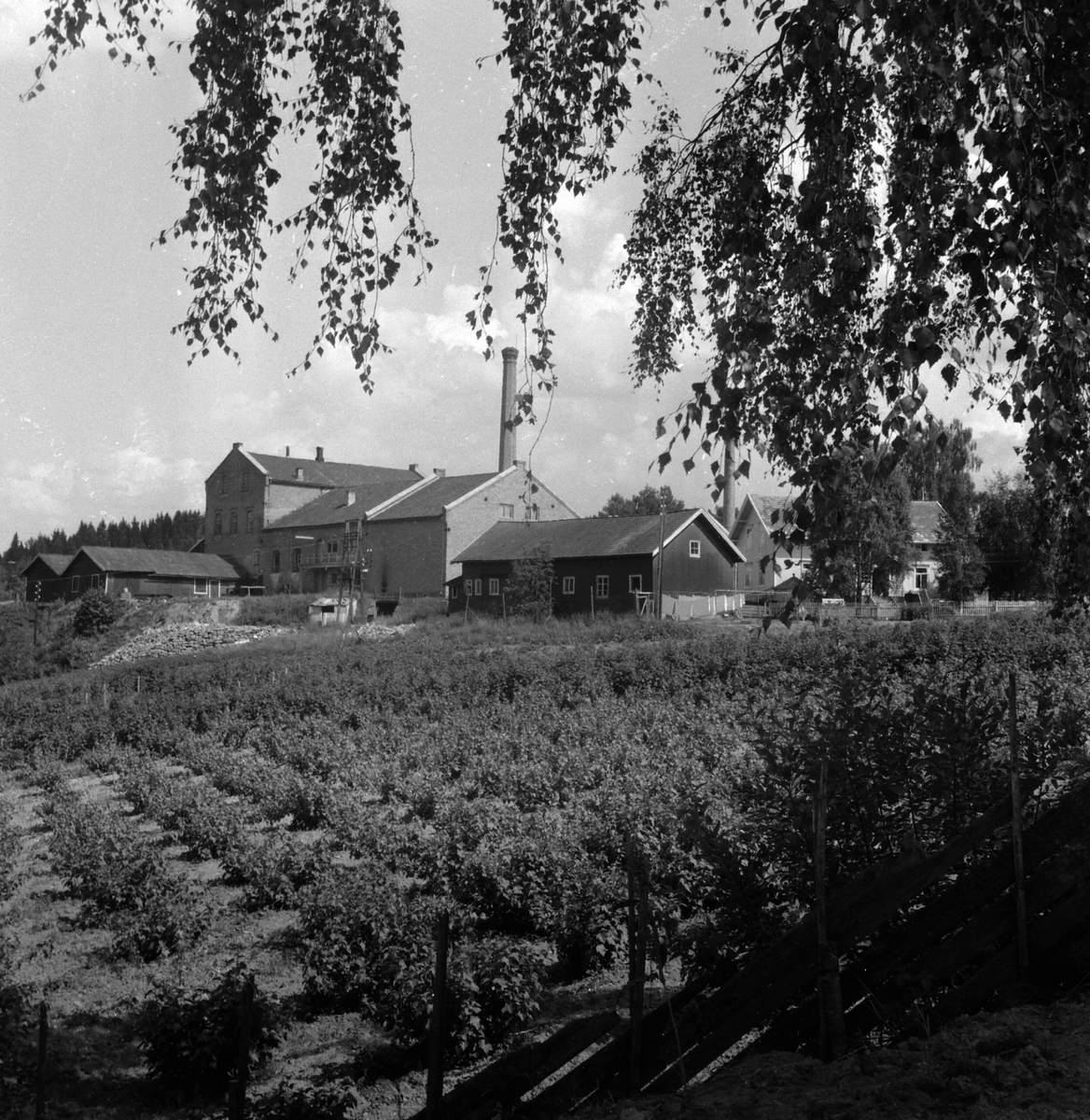 Adolf Skjegstad, ASK-04804