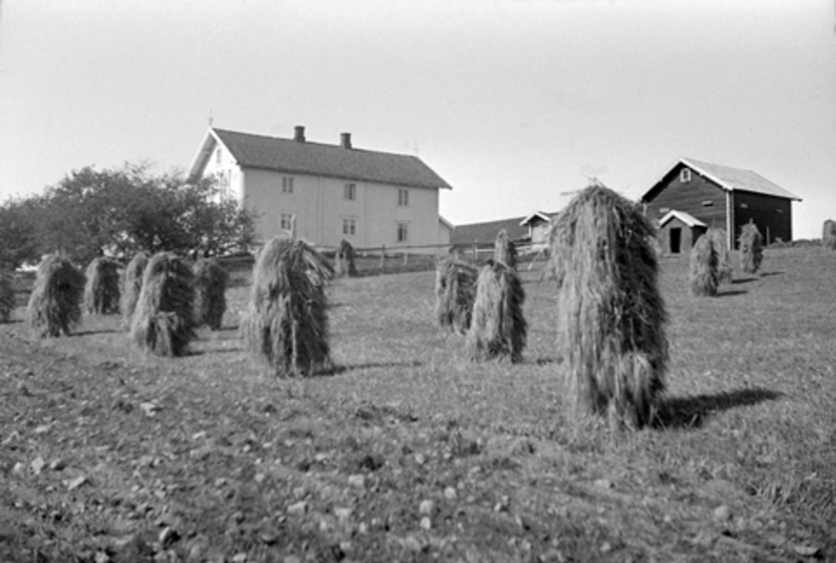 Anno Domkirkeodden, LERBERG GARD I VANG, Hamar kommune, KORNSNES, 120-