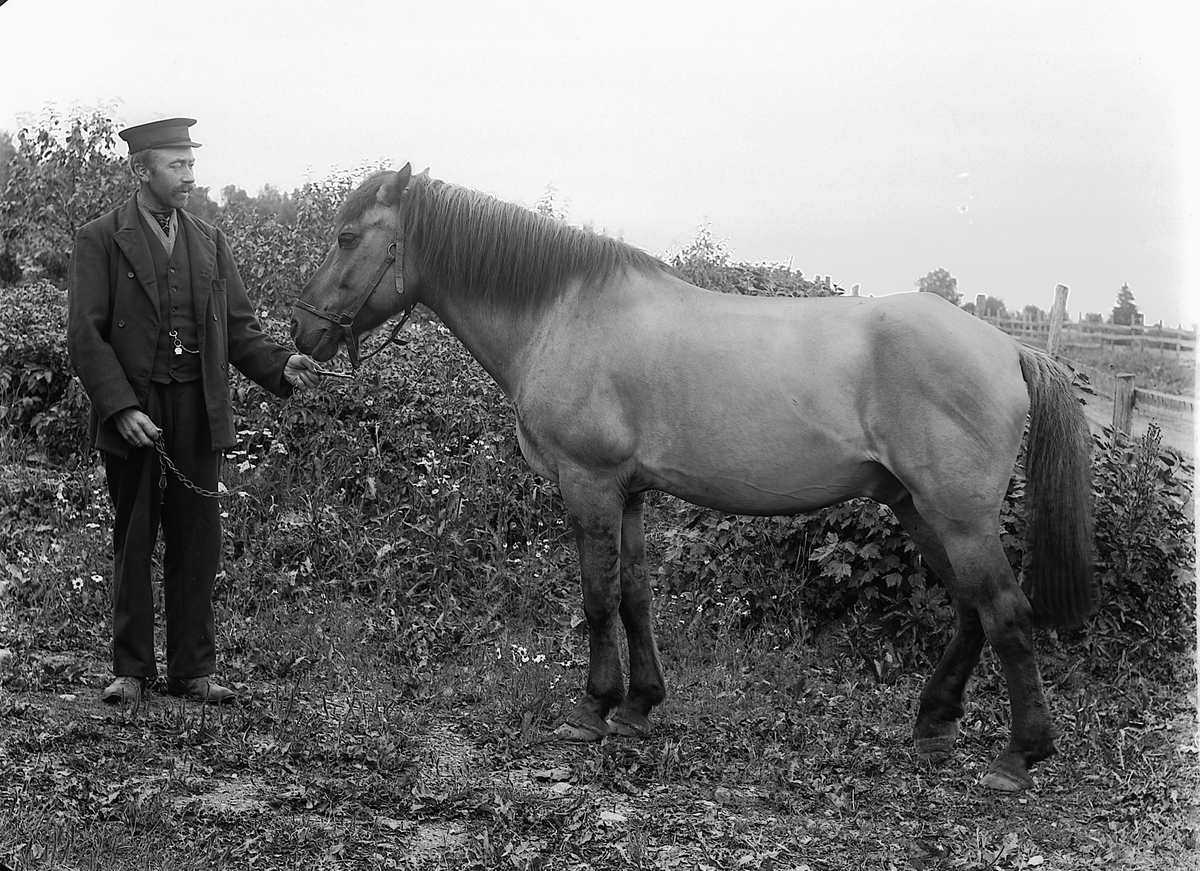 Martin Finborud, Julius Knatterud (1876-1953) med hesten "Musen". Knatterud, Nes, Hedmark.