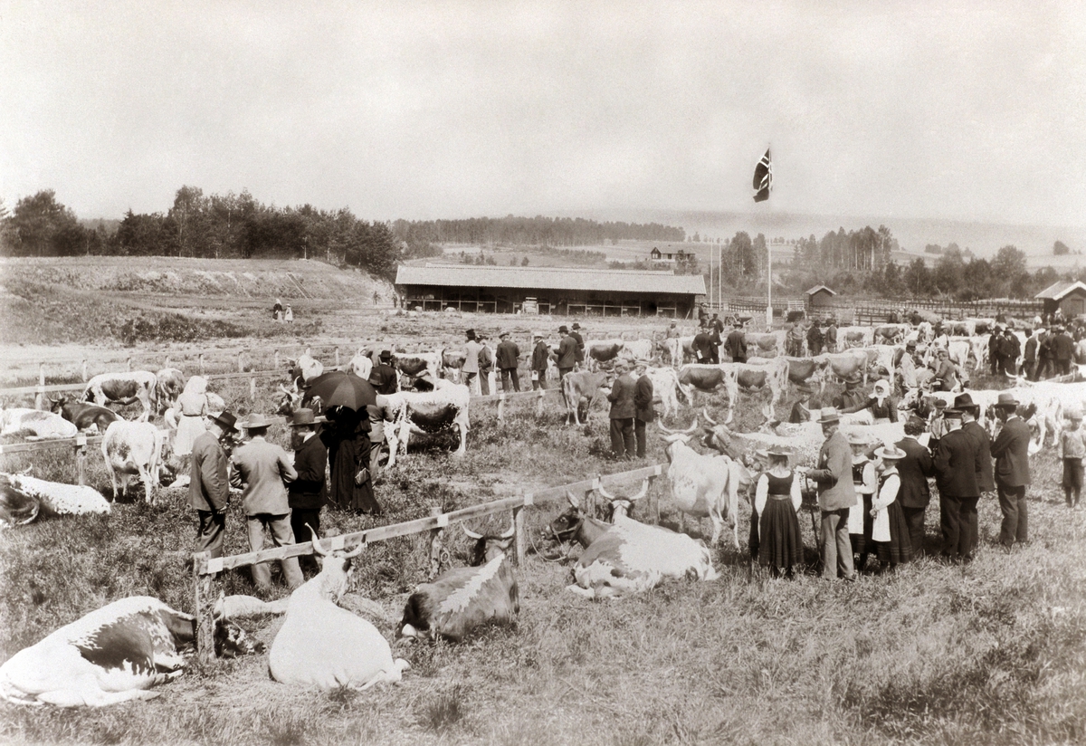 Johan Albert Steen, FESJÅ, UTSTILLINGSPLASSEN, HAMAR, 7-6-1901.