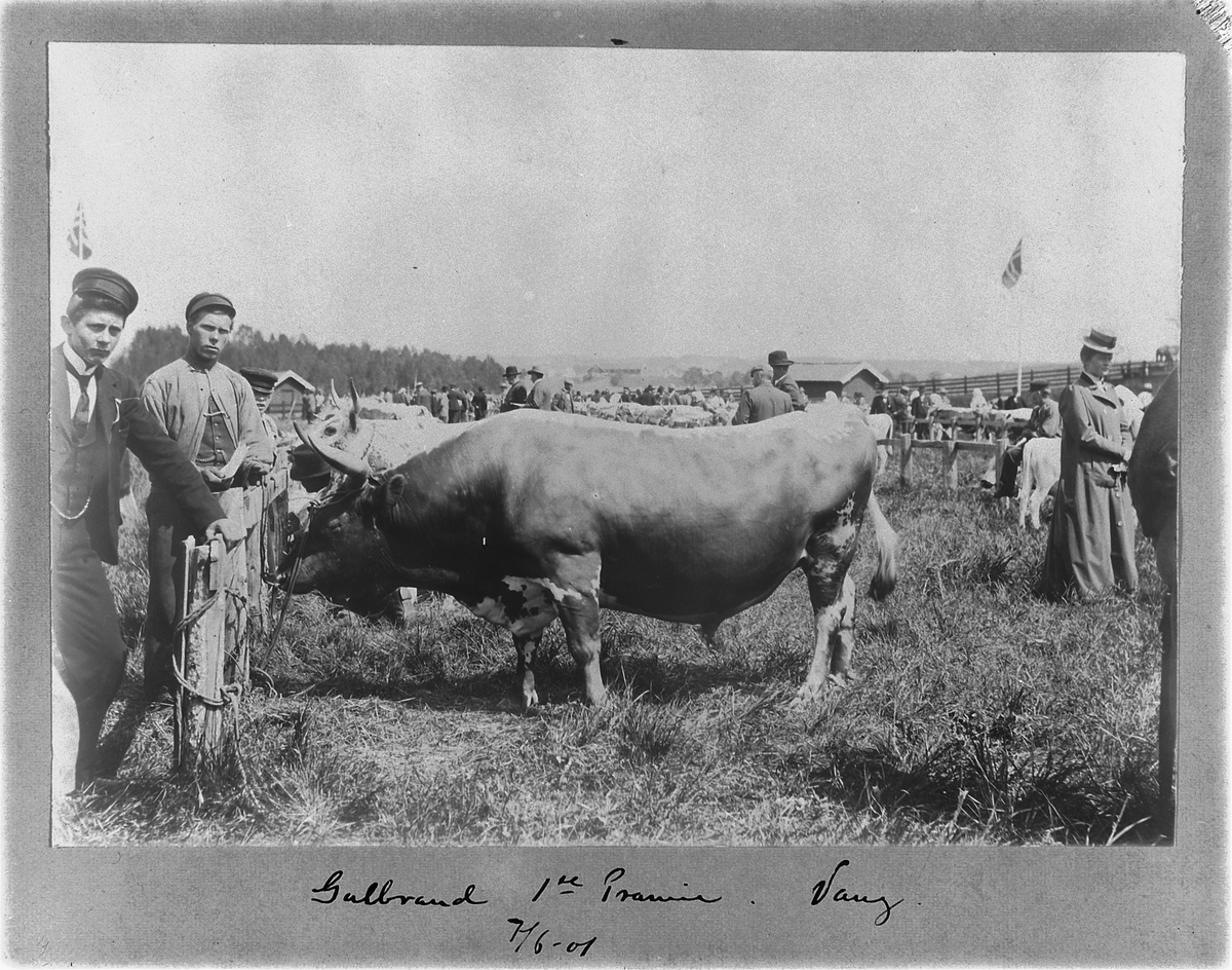 Johan Albert Steen, FESJÅ, UTSTILLINGSPLASSEN, HAMAR, " GULBRAND 1 DE PREMIE", 7-6-1901.