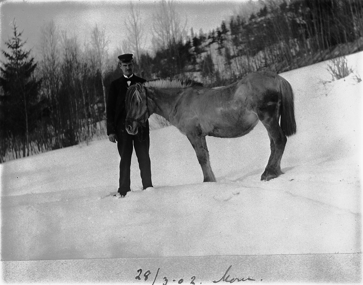 Johan Albert Steen, UKJENT MANN MED HEST, UKJENT STED, STENSBERG ?? 28-3-1902.