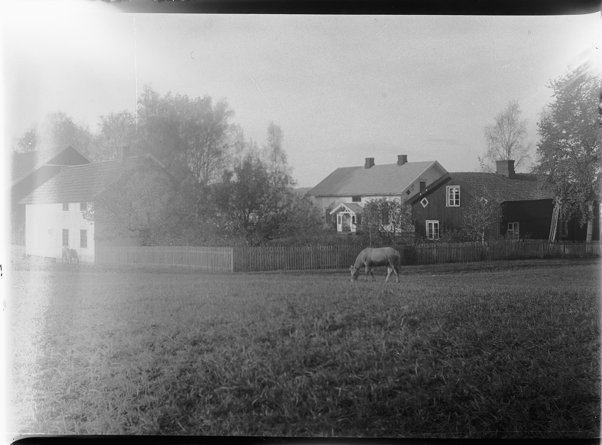 Mikkel Sveinhaug, Hus, bygninger og beitende hest. Antatt STEINPINNERUDROA,