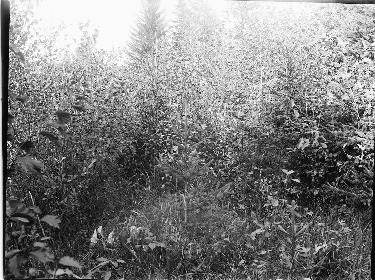 Ole Hansen Løken, KRATTSKOG.