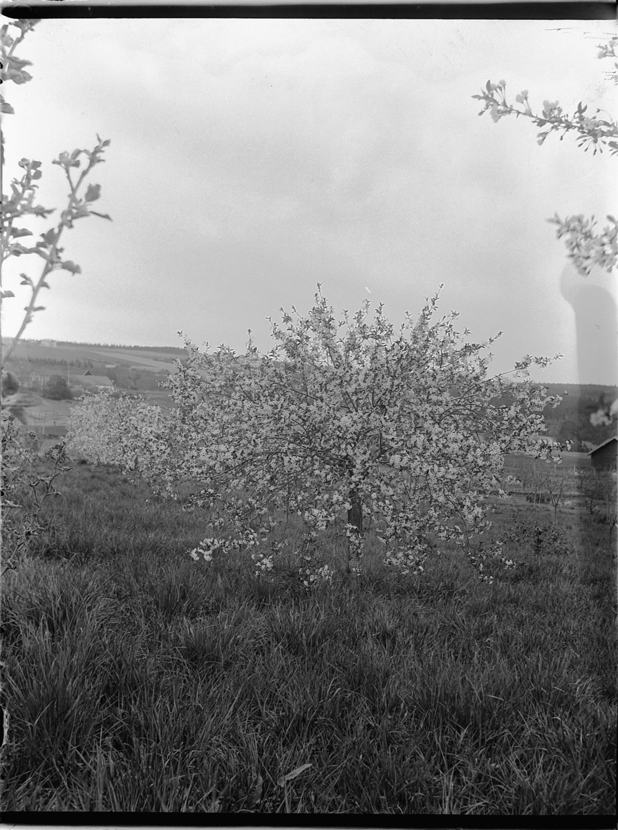 Ole Hansen Løken, LØKEN ØSTRE, EPLETRÆR I BLOMSTRING, FRUKTHAGE.