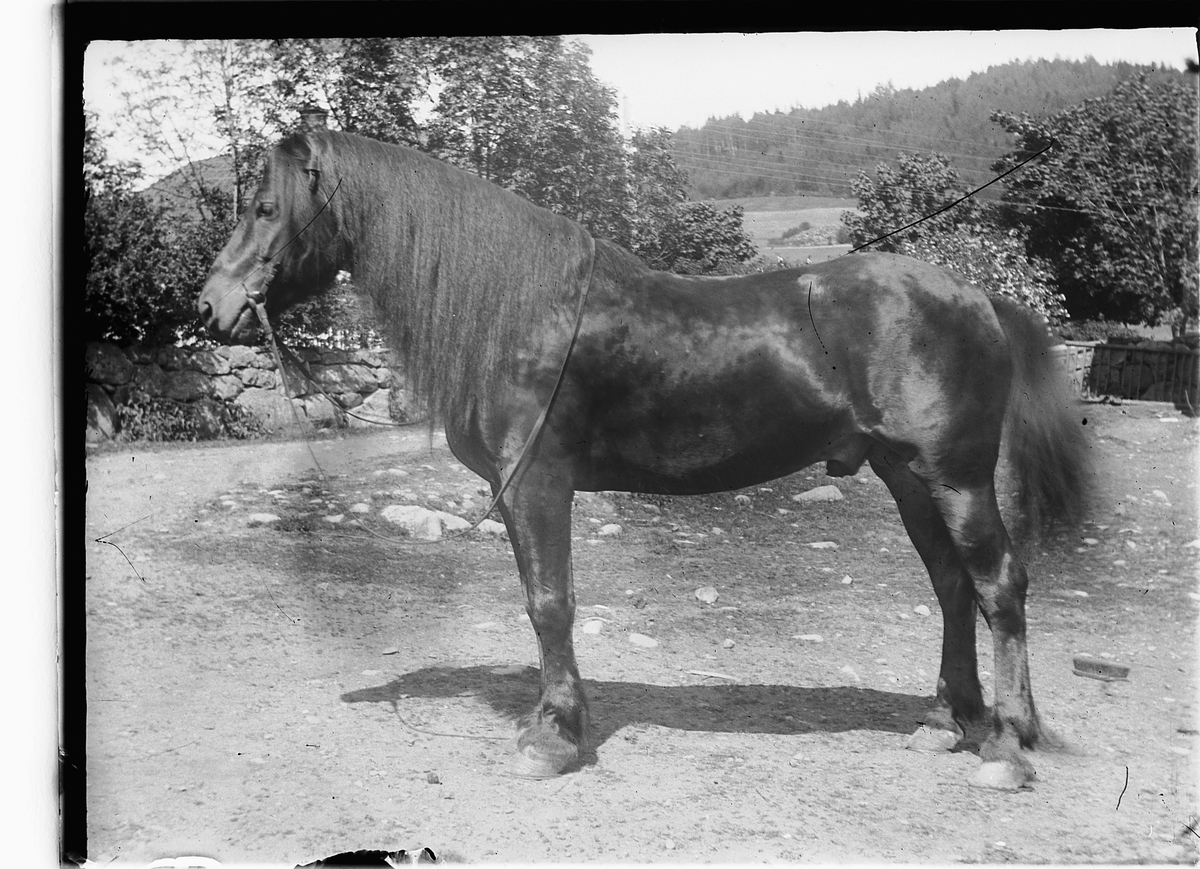 Ole Hansen Løken, LØKEN ØSTRE, VELDRE, RUDSHØGDA i Ringsaker, HEST.