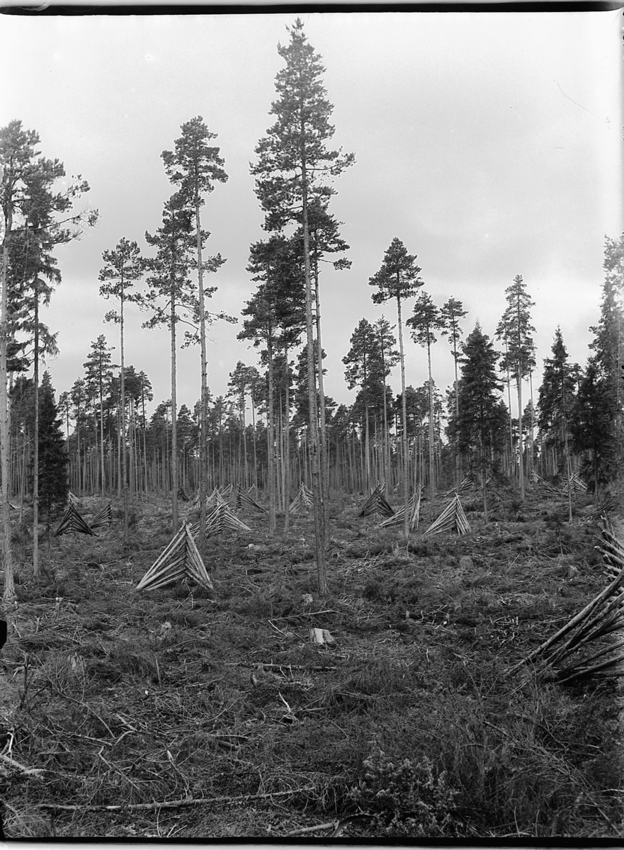 Ole Hansen Løken, FURUSKOG, TYNNING, VEDREIS.