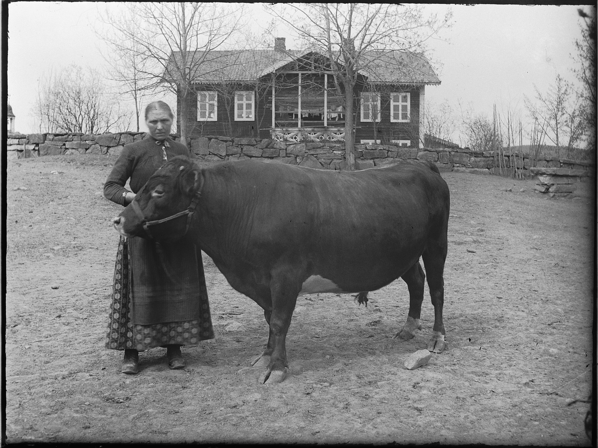 Ole Hansen Løken, ULVEN PÅ RING, BUDEIE MED OKSE.