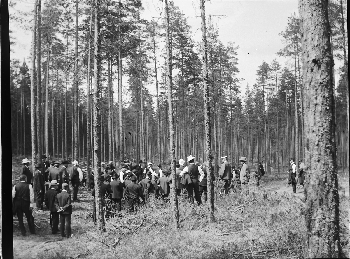 Ole Hansen Løken, GRUPPE UKJENTE MENN PÅ SKOGBEFARING I FURUSKOG.