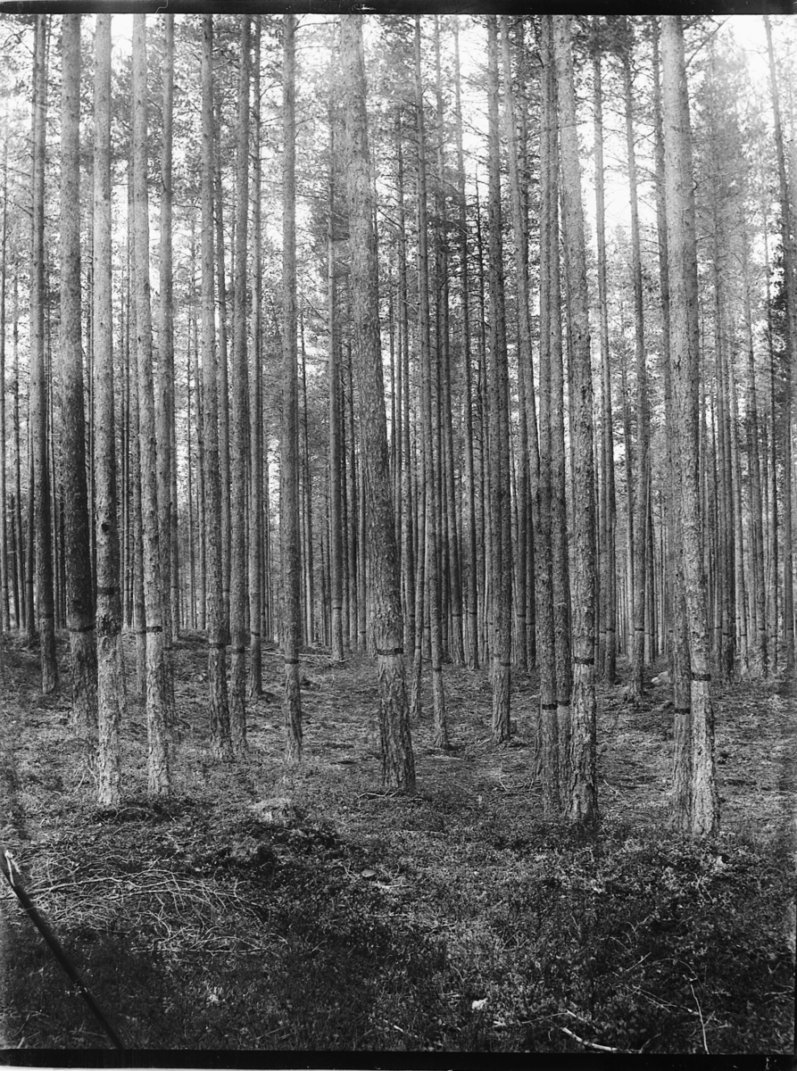 Ole Hansen Løken, FURUSKOG, BLINKING, MERKETFØR HOGST.
