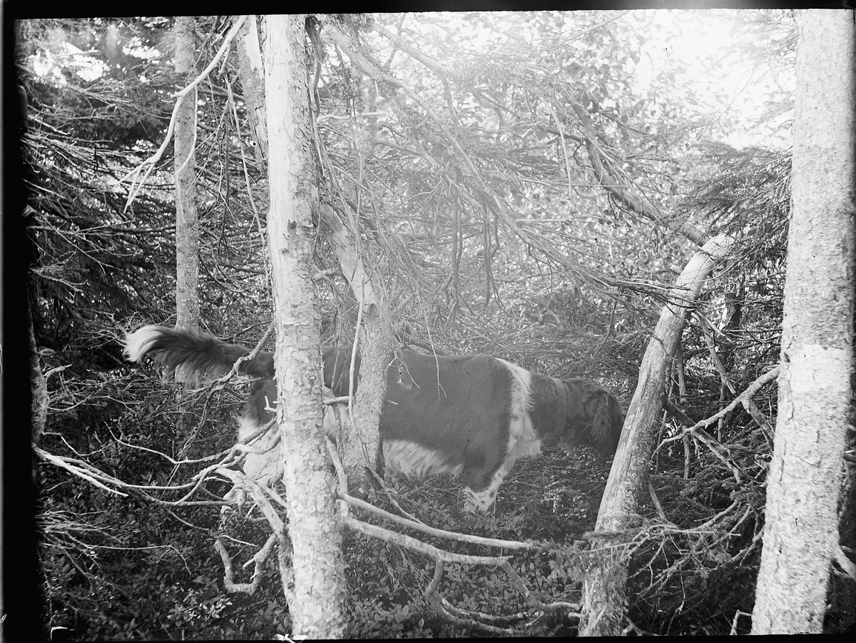 Ole Hansen Løken, FUGLEHUND UNDERSØKER SKOGBUNN, JAKT.