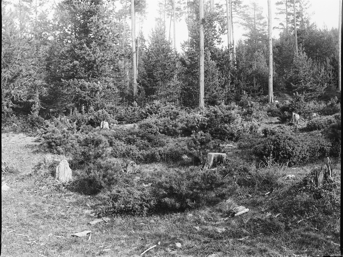 Ole Hansen Løken, SKOG, STUBBER.